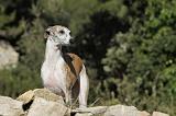 WHIPPET 156